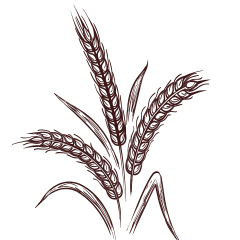 Rice Field